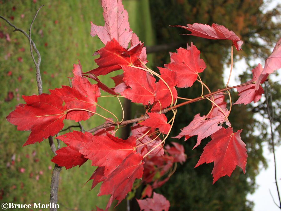 Schlesinger Red Maple fall foliage