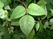 Poison Ivy - Toxicodedron radicans