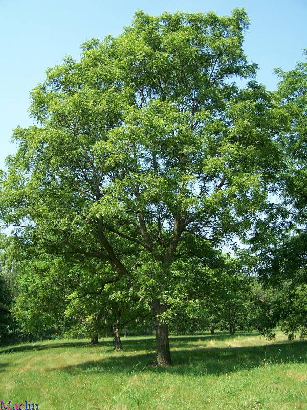 Arizona Walnuts
