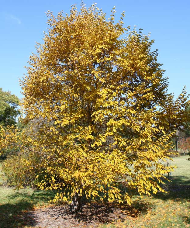 Dahurian Birch Habit