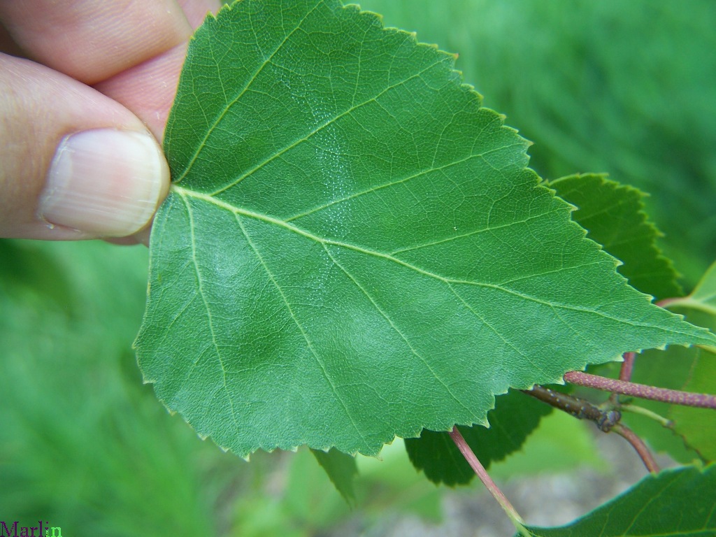 Japanese White Birch - Betula platyphylla var. japonica