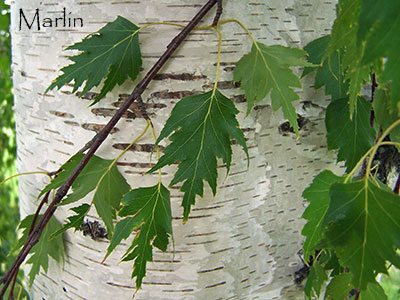 Family Betulaceae