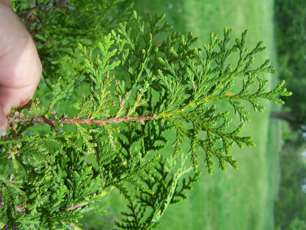 Oriental Arborvitae - Platycladus orientalis