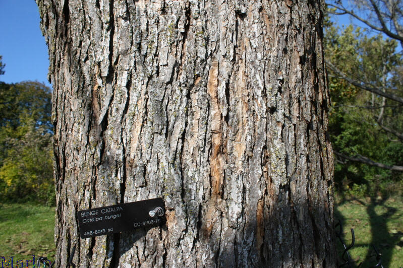 Bunge Catalpa - Catalpa bungei
