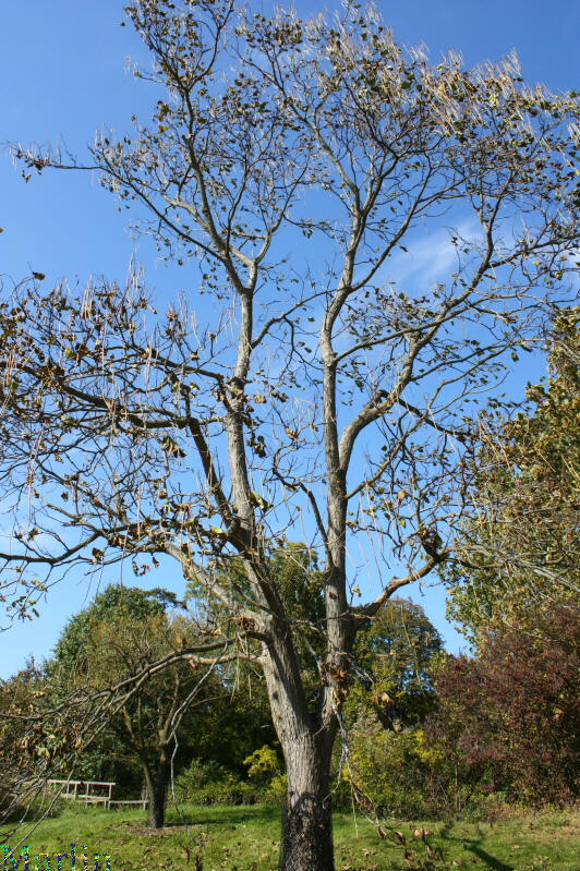 Bunge Catalpa - Catalpa bungei