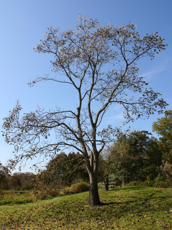 Bunge Catalpa - Catalpa bungei