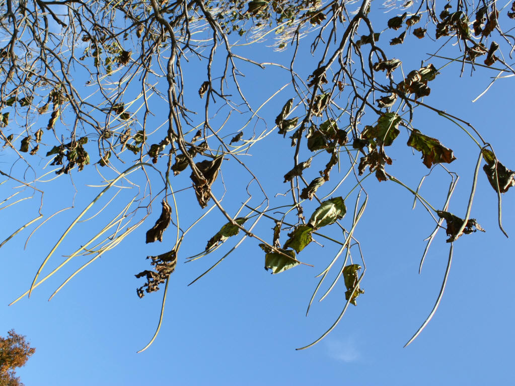 Bunge Catalpa - Catalpa bungei