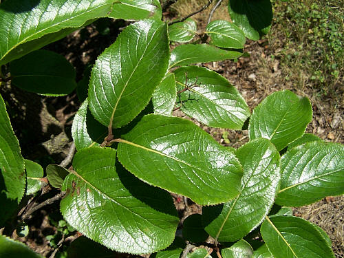 Family Caprifoliaceae - Honeysuckle, Viburnum, Elderberry
