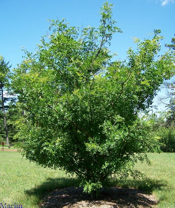 This Caspian Locust tree was