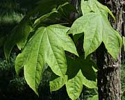 Castor-Aralia