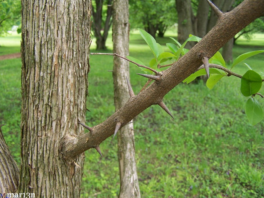 silkworm thorn bark and thorns and foliage