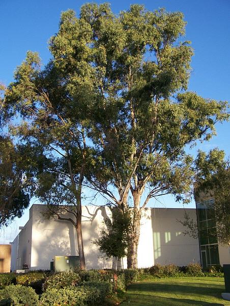 California Eucalyptus Tree