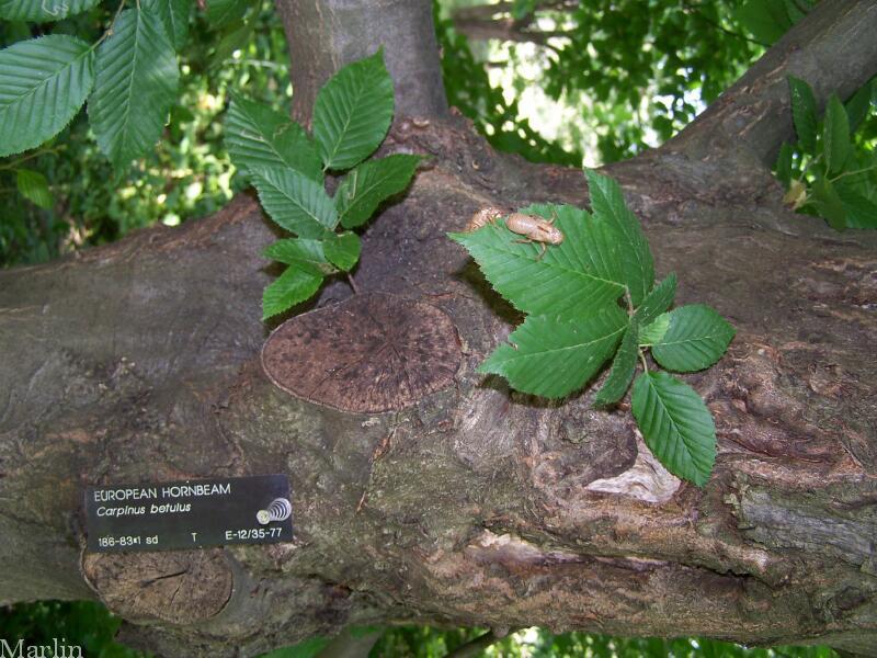 European Hornbeam