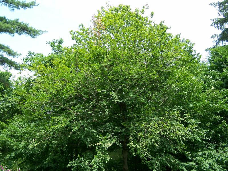 European Hornbeam