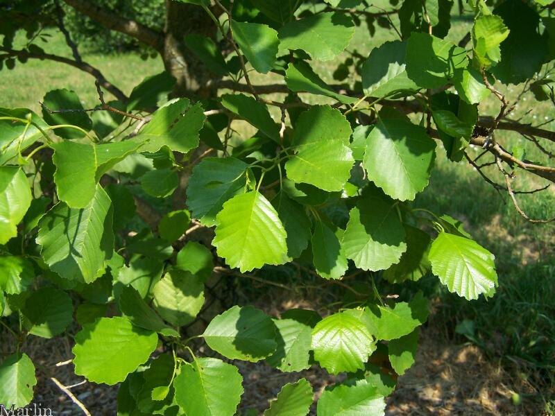 European Black Alder