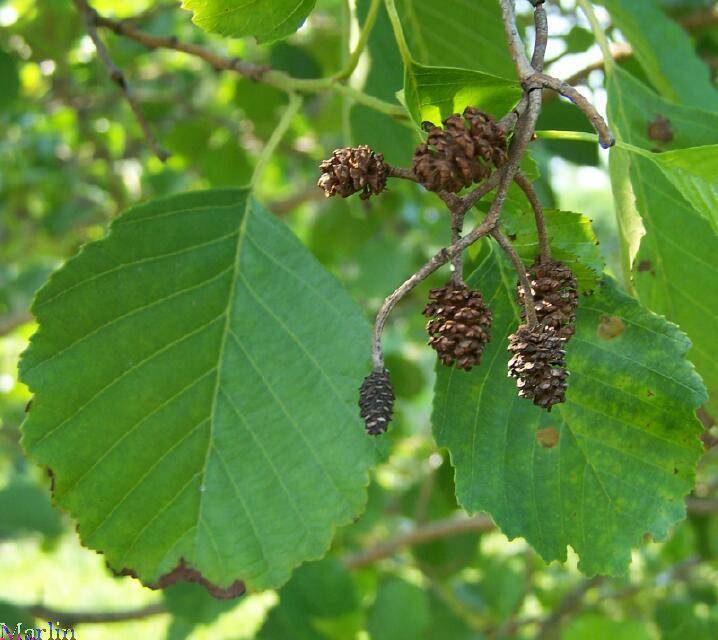 European Black Alder