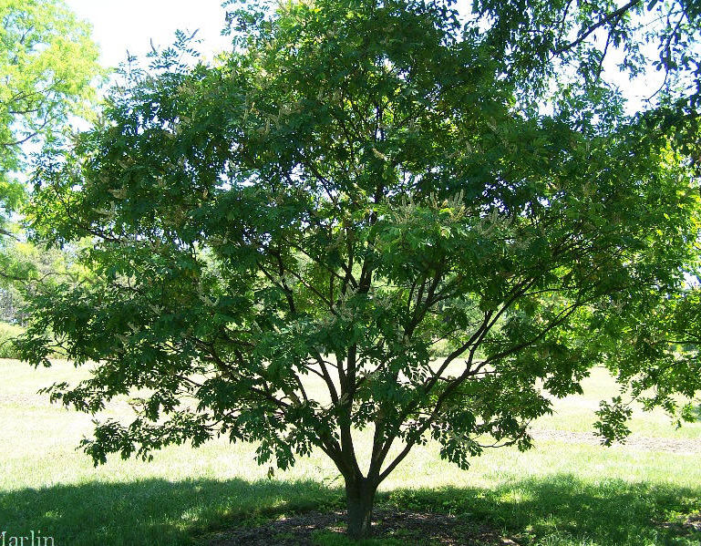 Amur Maackia Tree