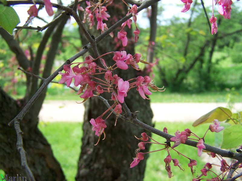 Cercis canadensis 'Pinkbud'