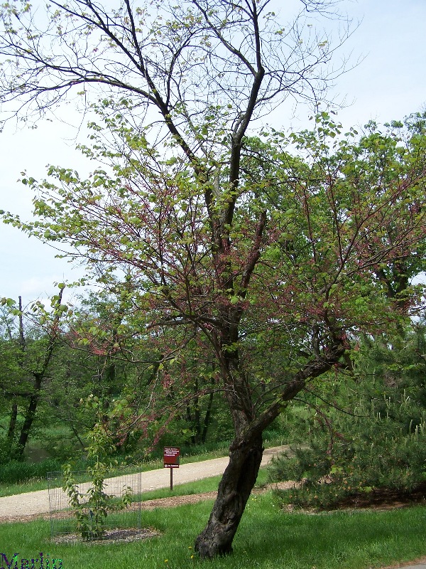 Cercis canadensis 'Pinkbud'