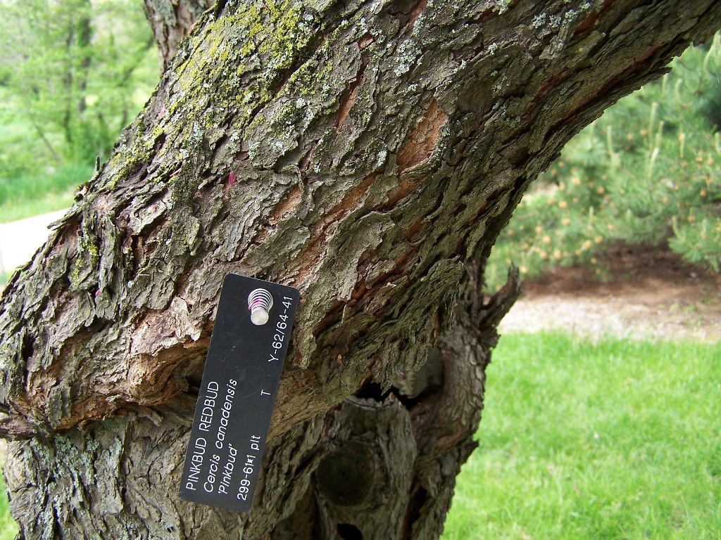 Redbud Bark