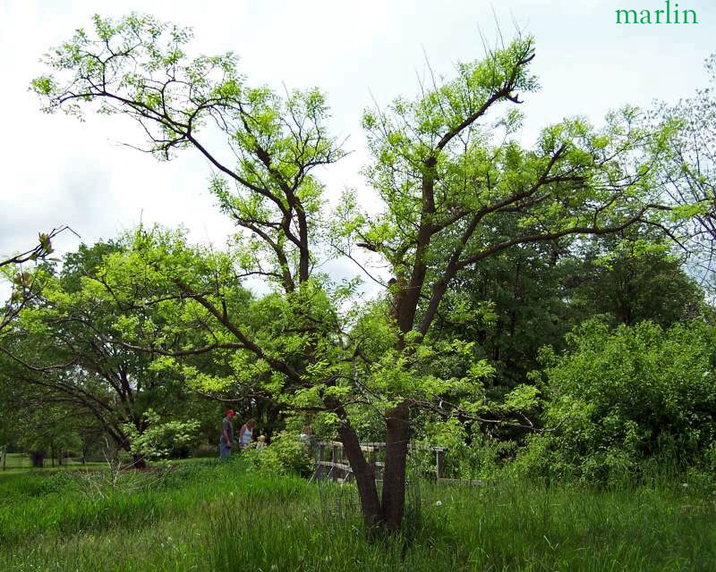 Scholar Tree - Sophora japonica