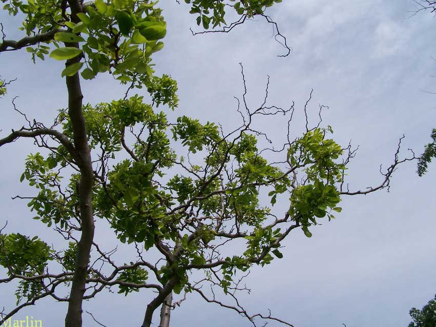 Twisty Baby Black Locust
