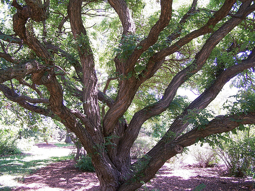 Tree Family Fabaceae