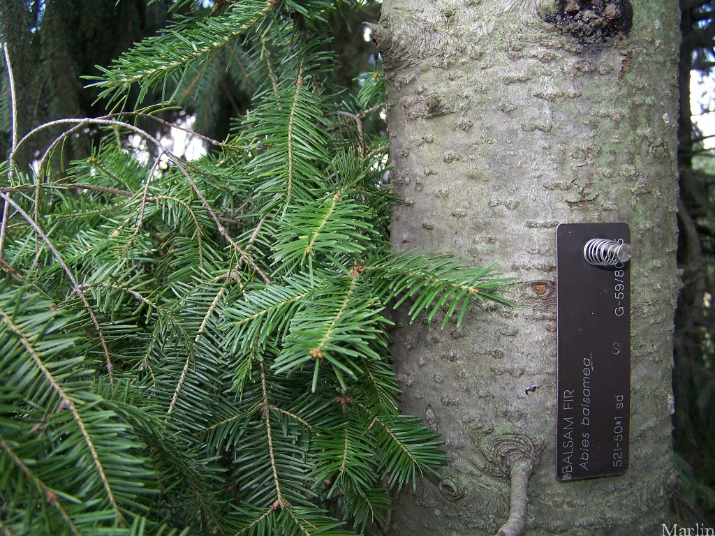 Balsam Fir - Abies balsamea