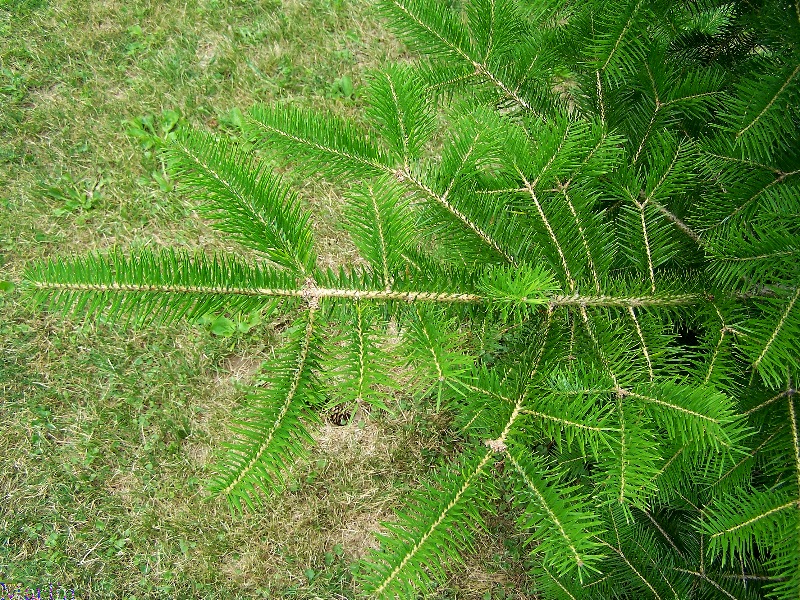 Needle Fir - Abies holophylla