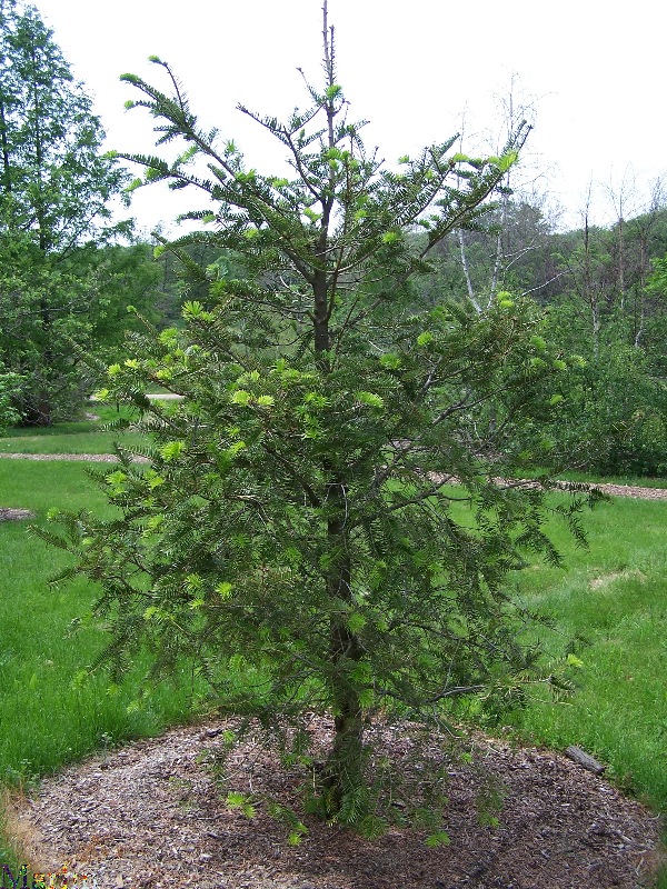 Shensi Fir - Abies chensiensis