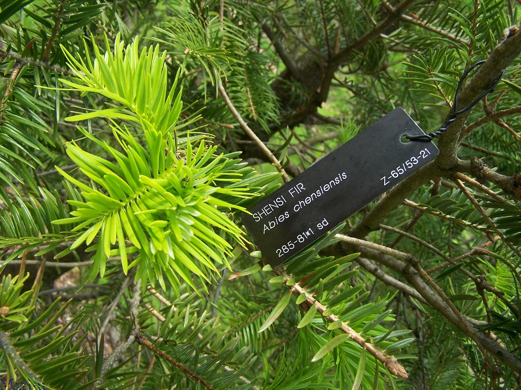 Shensi Fir - Abies chensiensis