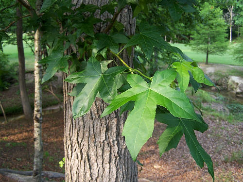 Hamamelidaceae: Witch Hazel Family