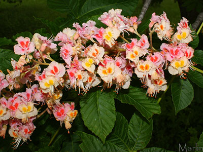 Family Hippocastanaceae