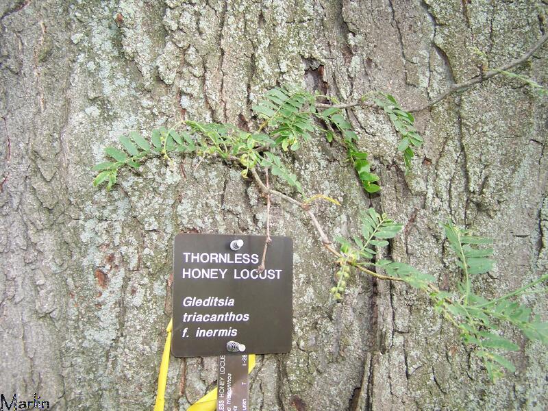 honey locust lookalike