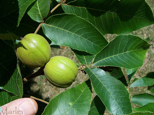 Tree Family Juglandaceae