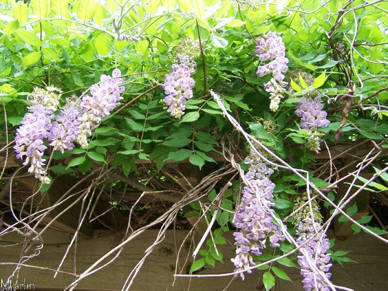 Wisteria Flowers