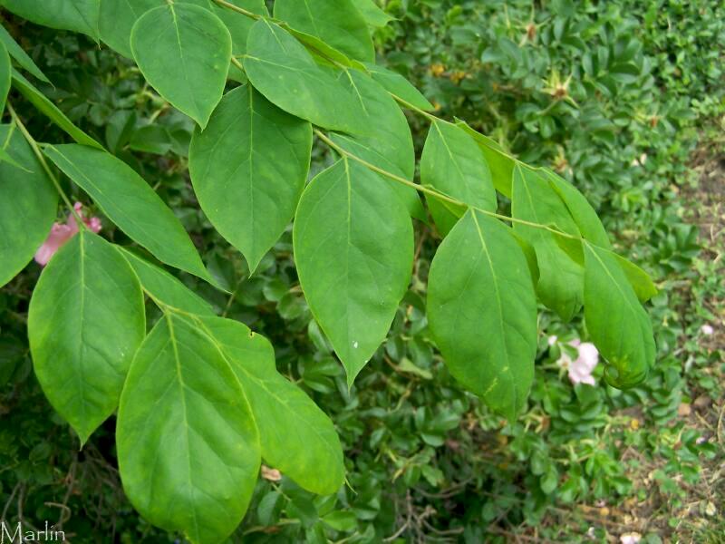 color photo Kentucky coffeetree green foliage