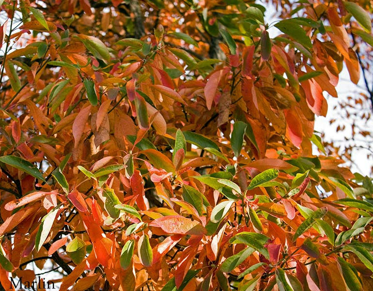 Sassafras Fall Foliage