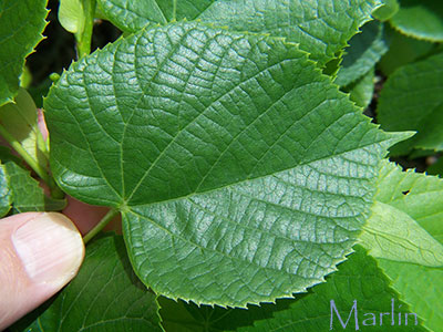 Linden Leaf