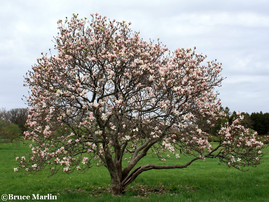 Lilliputian Saucer Magnolia