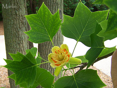 Family Magnoliaceae