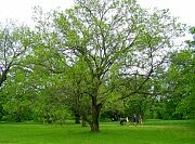 White Mulberry - Morus alba