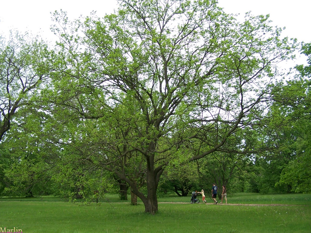 White Mulberry - Morus alba