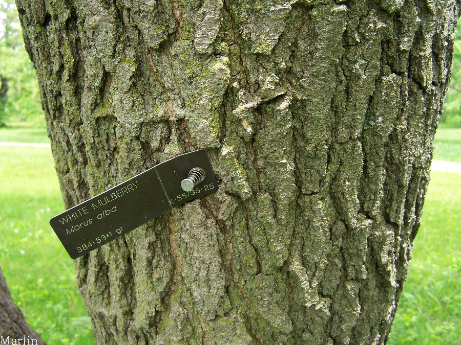 White Mulberry bark and Morton Arboretum accession tag