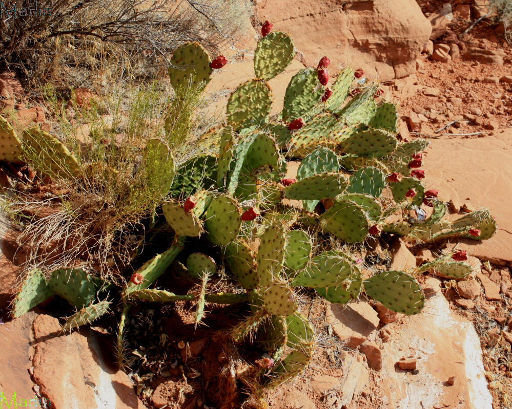 Prickly Pear Cactus