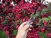 American Masterpiece™ Crabapple - Malus 'Amaszam'