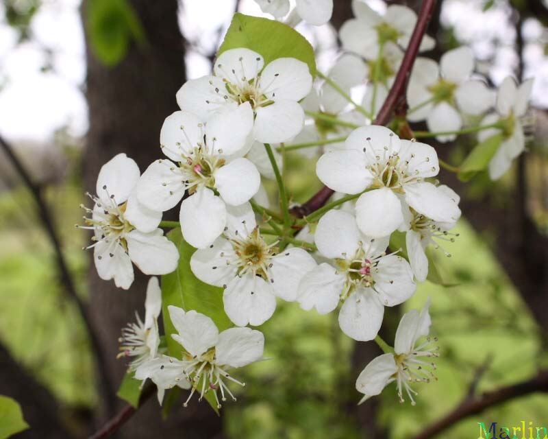 Aristocrat Callery Pear blossoms