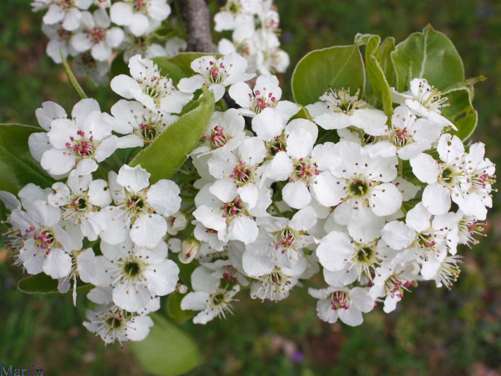 Callery Pear in bloom April 27, near Chicago