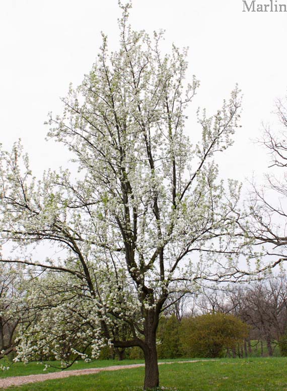 Callery Pear in bloom April 27, near Chicago