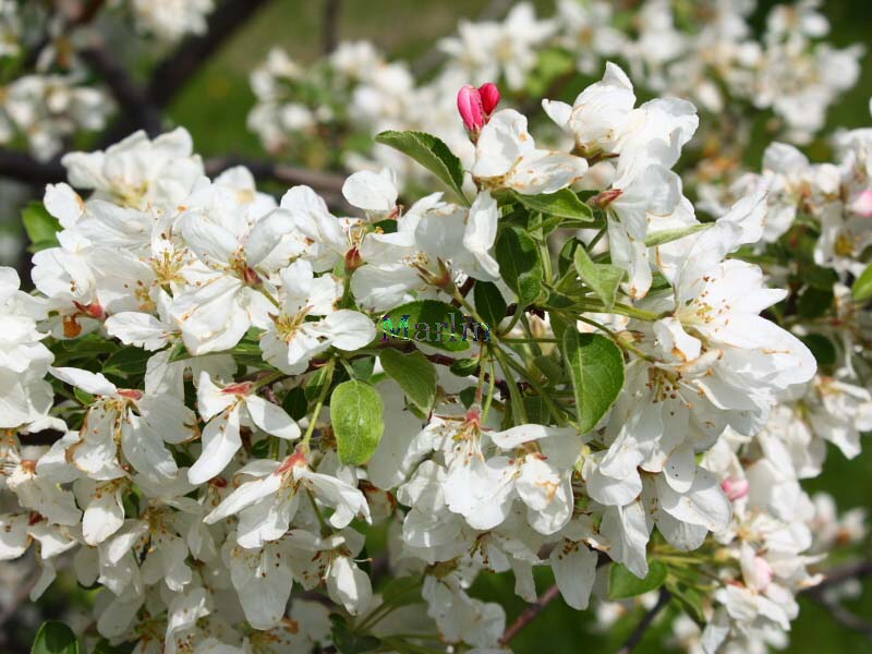 David Crabapple - Malus 'David'